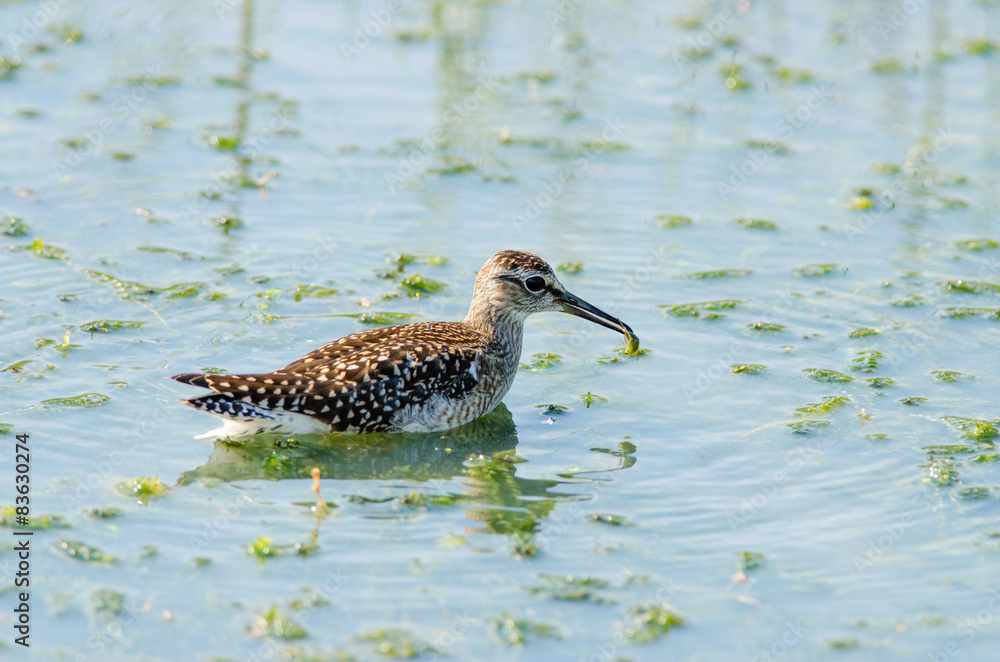 Sandpiper holding bug in beak Sandpiper holding bug in beak