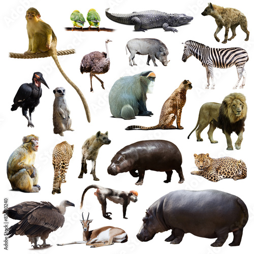 Set of hippo and other African animals