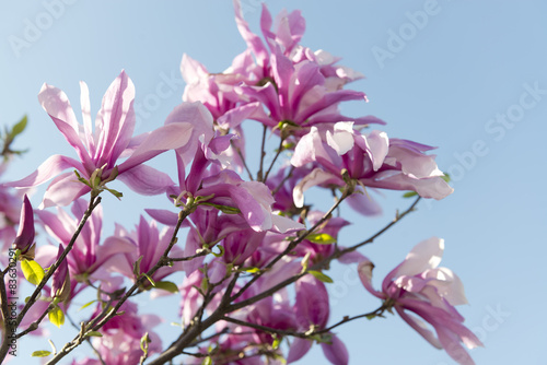 Blooming magnolia