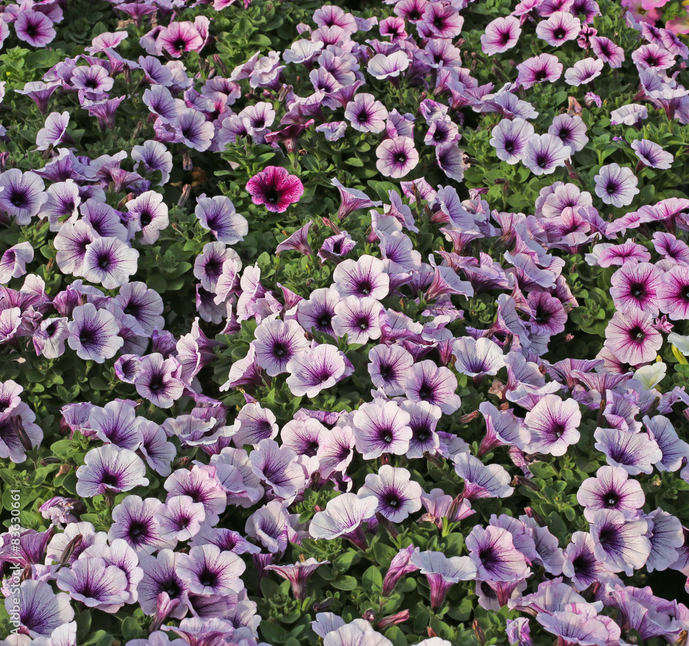 background potunia flowers in the great greenhouse background potunia flowers in the great greenhouse