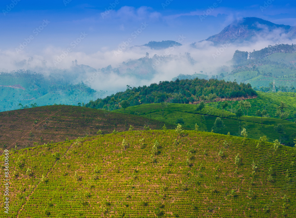 landscape tea plantation with young shoots of tea