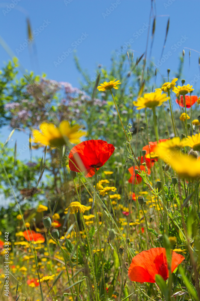 Obraz premium flowering meadow