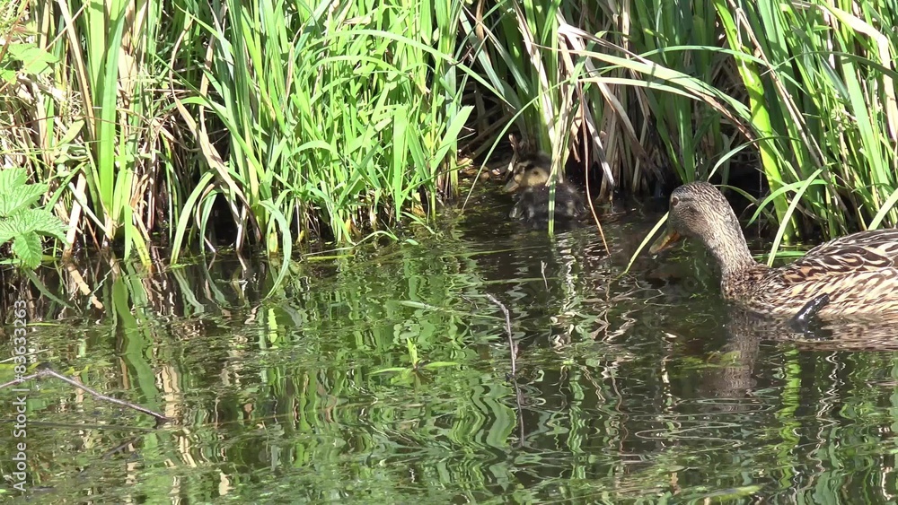duck with ducklings Swimming on the lake duck with ducklings Swimming on the lake