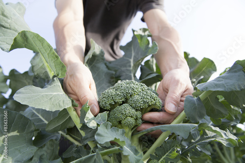 farmer picking broccoli