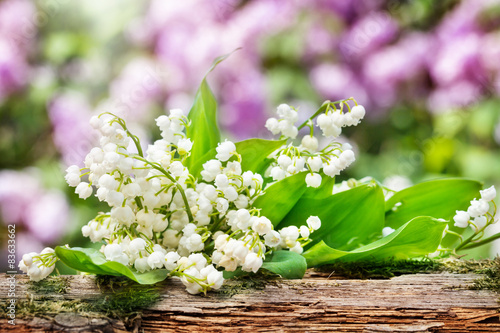 Fototapeta Naklejka Na Ścianę i Meble -  Maiglöckchen hinter Holz vor Flieder