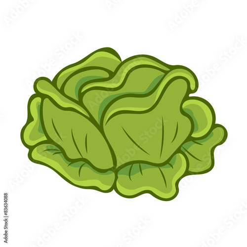 green cabbage cartoon isolated illustration