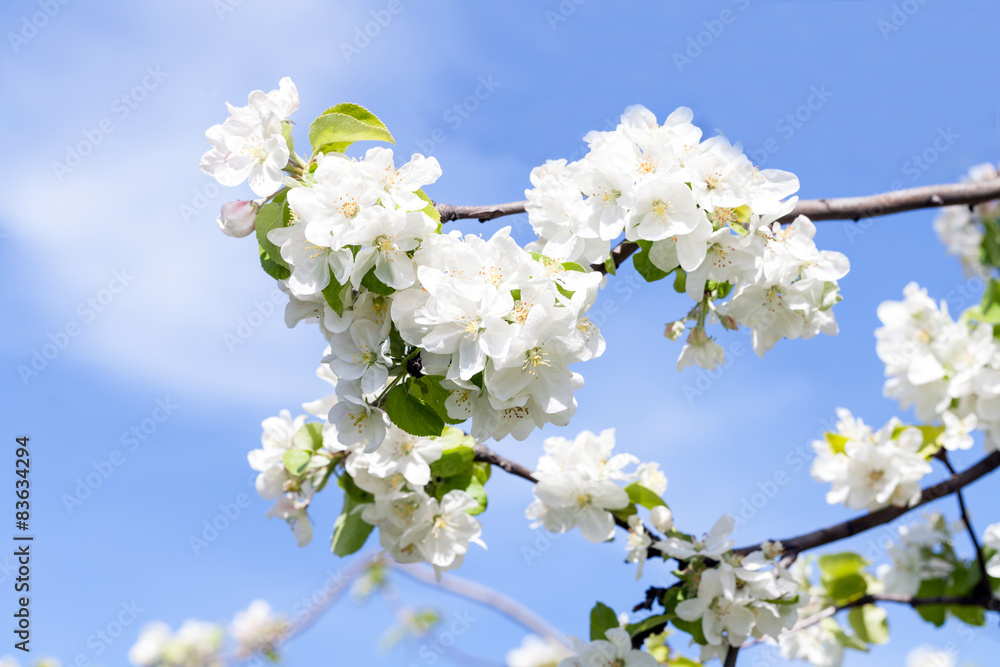 spring flower spring flower
