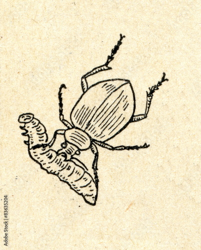 Calosoma - caterpillar hunter beetle