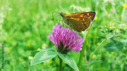 Macro butterfly sitting on a flower photo