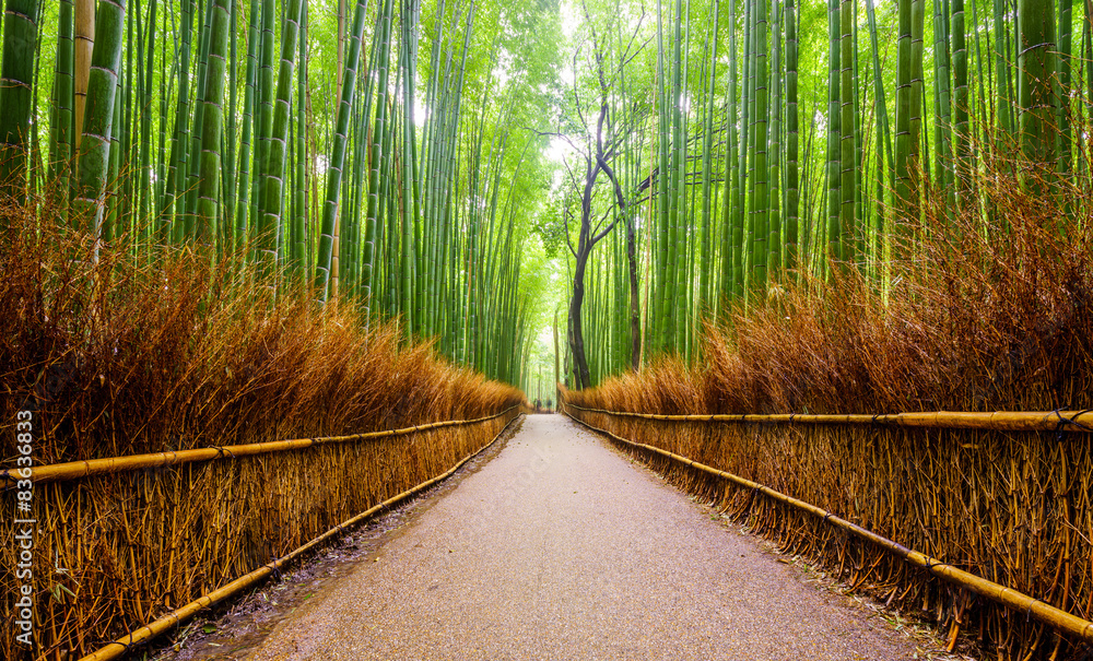 Fototapeta premium Ścieżka do lasu bambusowego, Arashiyama, Kioto, Japonia.