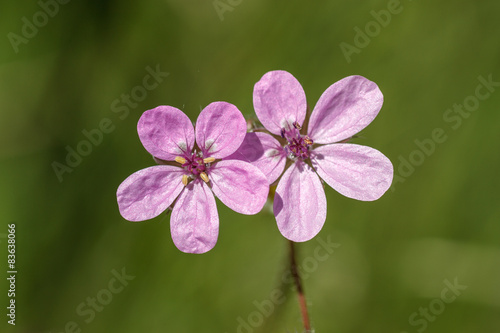 Fototapeta Naklejka Na Ścianę i Meble -  Flores de Erodium cicutarium. Geranio silvestre.
