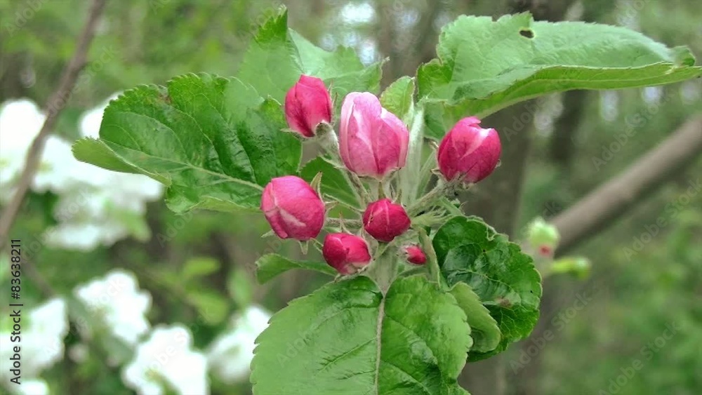 Apple blossom 02/Apple blossom and the bees Apple blossom 02/Apple blossom and the bees