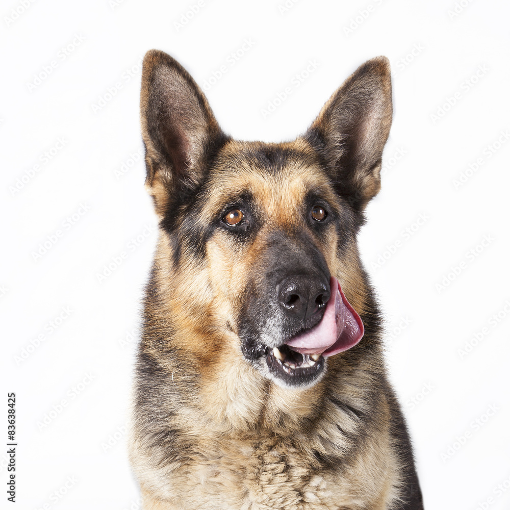 Retrato primer plano perro Pastor Alemán relamiéndose. Retrato primer plano perro Pastor Alemán relamiéndose.
