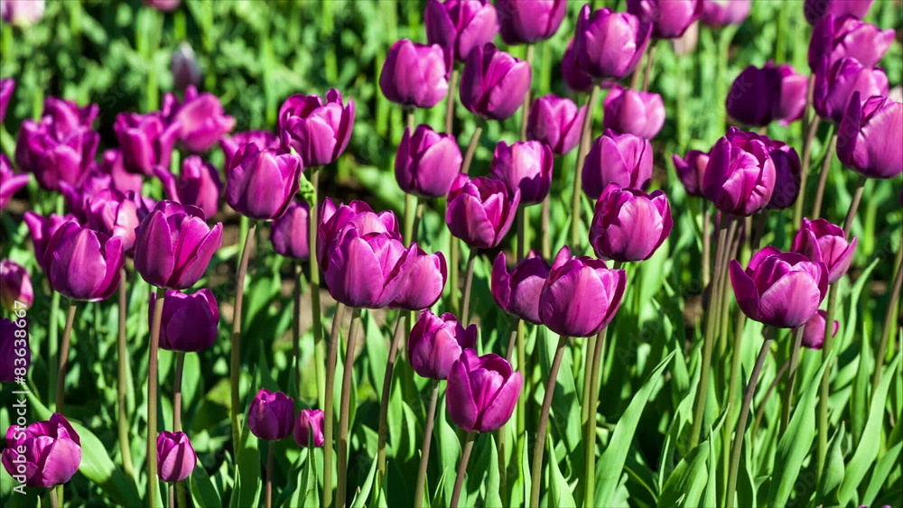 Tulip flowers tranquil sway in slight wind Tulip flowers tranquil sway in slight wind