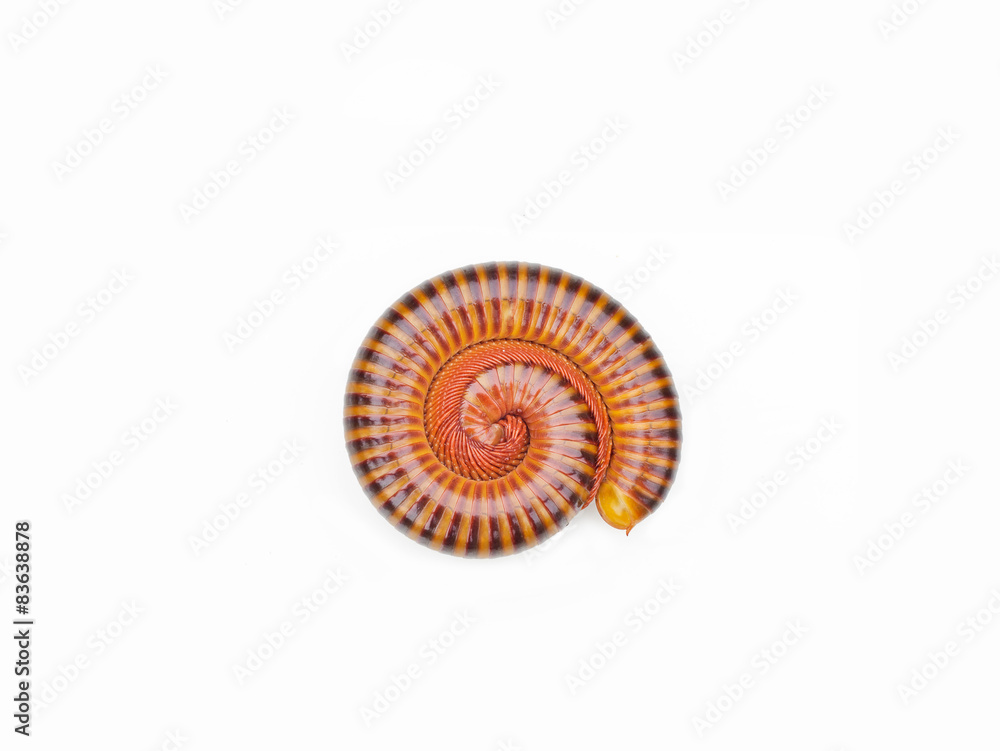 millipede tropical in isolated on white background millipede tropical in isolated on white background