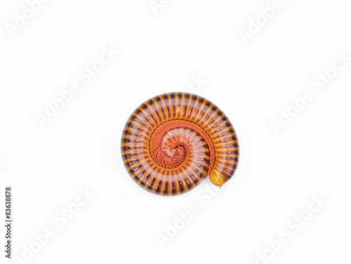 millipede tropical in isolated on white background