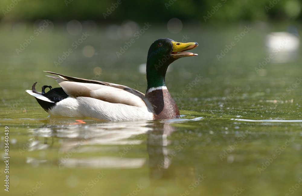 Mallard, Anas platyrhynchos Mallard, Anas platyrhynchos