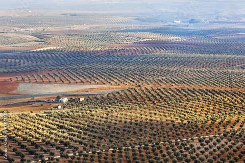 Olivos en Mora. Toledo photo