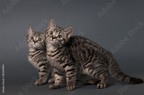 Two British Shorthair kittens.
