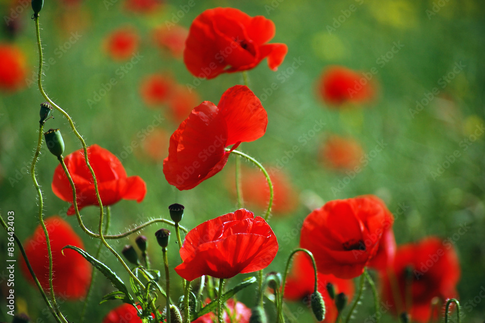 Obraz premium red poppies