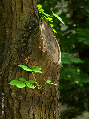 tree trunk of Chestnut, sawn-off branch and  green sprout