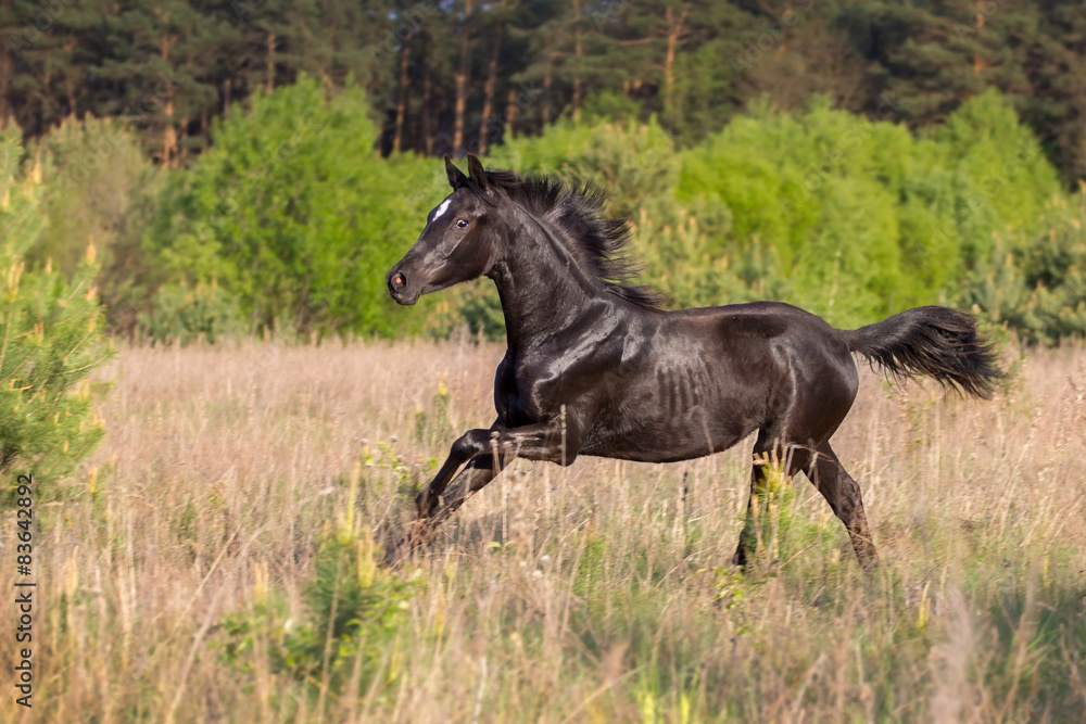 Young black mare run at field against trees Young black mare run at field against trees