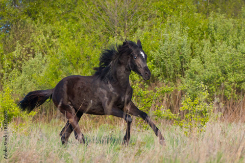 Young black mare run at field against trees © callipso88