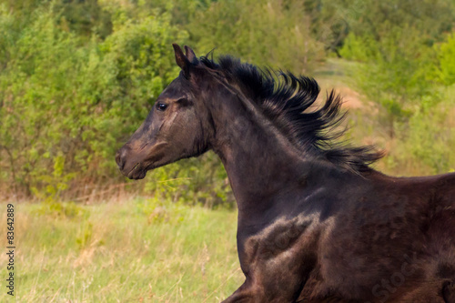 Young black mare portrait in motion