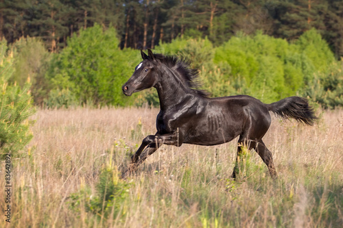 Young black mare run at field against trees