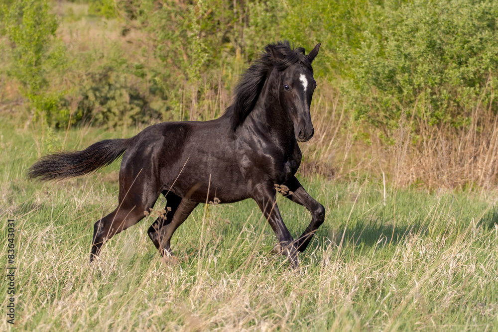Young black mare run at field against trees Young black mare run at field against trees