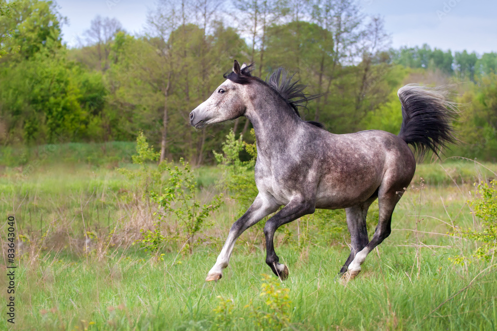 Grey arabian horse run gallop in field Grey arabian horse run gallop in field