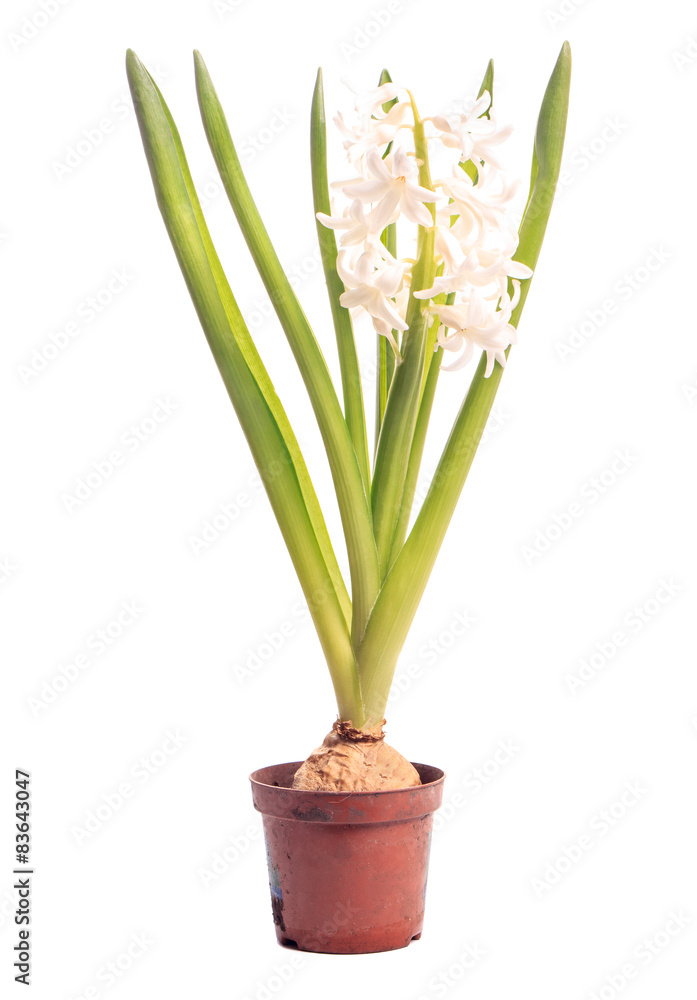Fototapeta premium Hyacinth in a pot isolated on white background