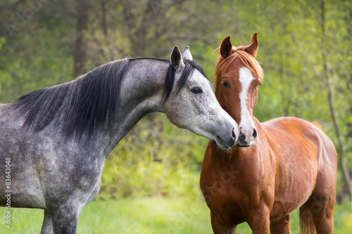 Beautiful red and grey colour arabian horse couple in love