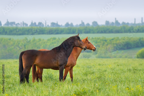 Two horse on pasture in the morning
