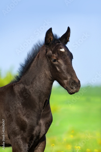 Beautiful black colt portrait on pasture