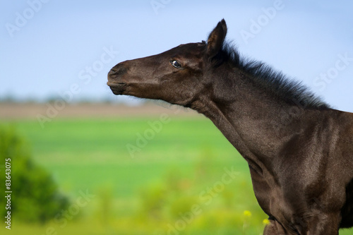 Beautiful black colt portrait on pasture