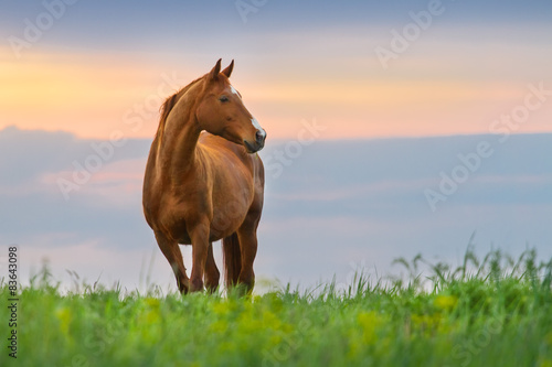 Slika na platnu Beautiful red mare on green pasture against sunset sky