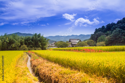 Countryside bloom of red spider lily. 