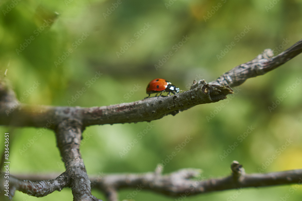 Божья коровка 