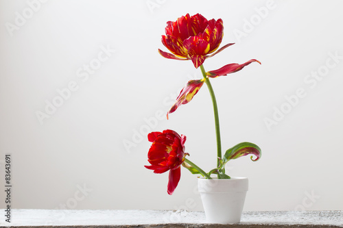 Wallpaper Mural tulips in pot on white background Torontodigital.ca