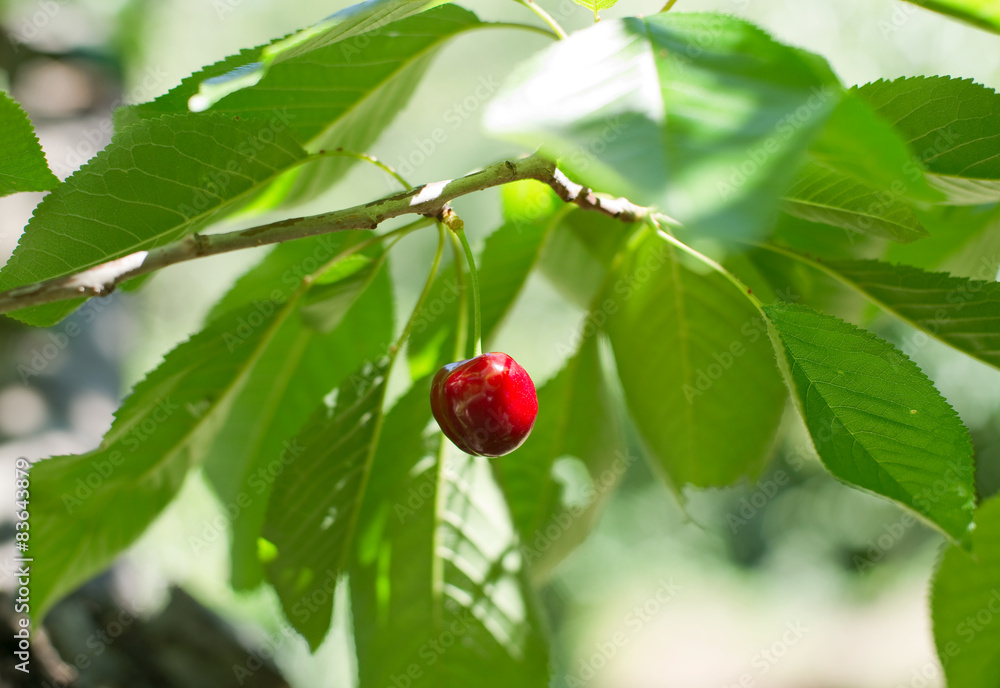 Cherry from Valle del Jerte in Spain. Cherry from Valle del Jerte in Spain.