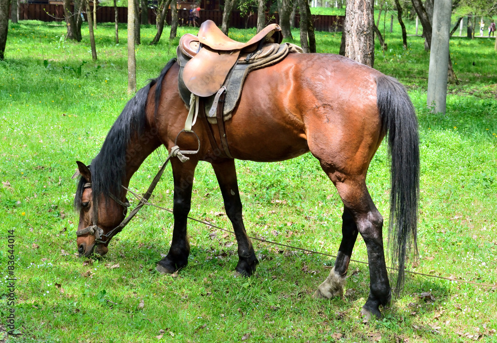 Horse grazing in the forest Horse grazing in the forest
