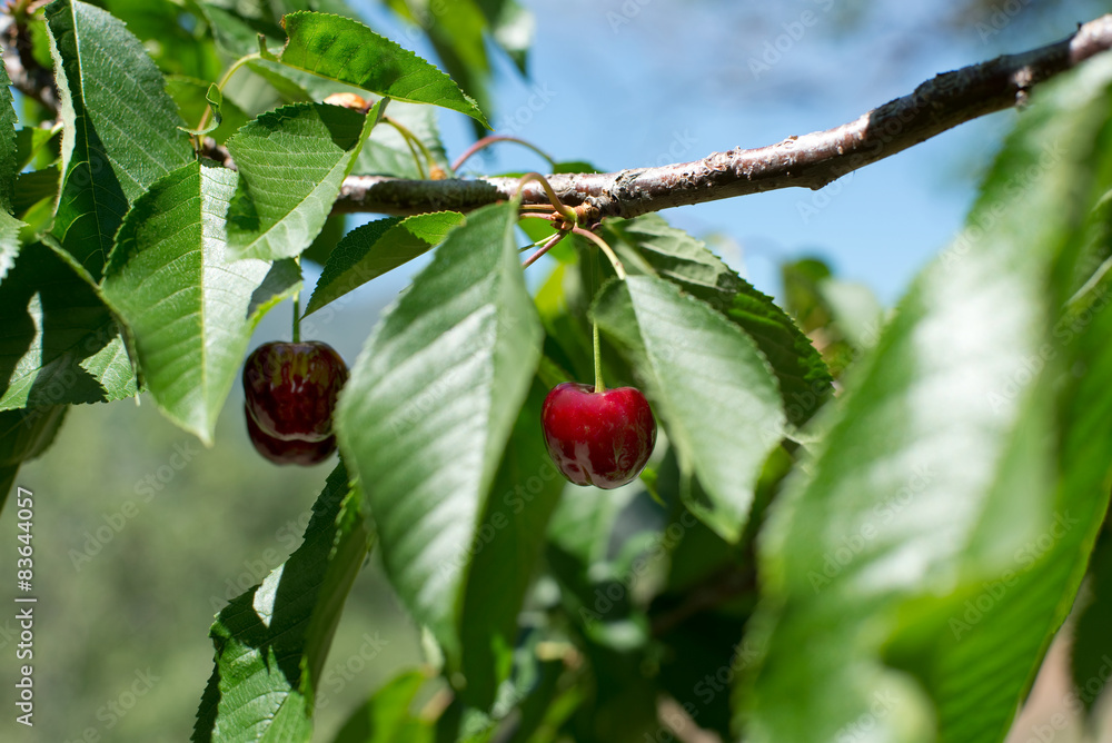 Cherries from Valle del Jerte in Spain.