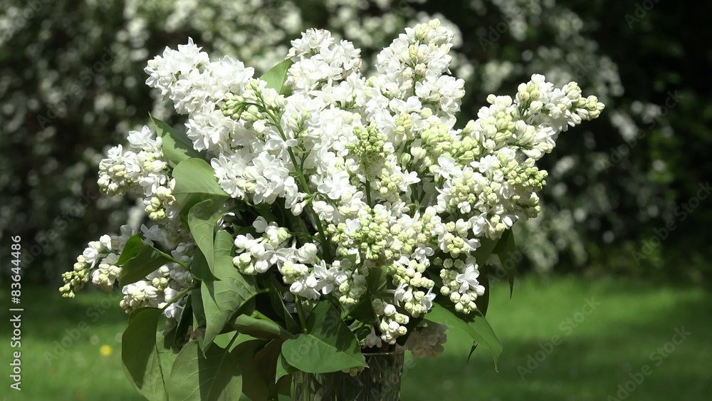 white lilac in garden white lilac in garden