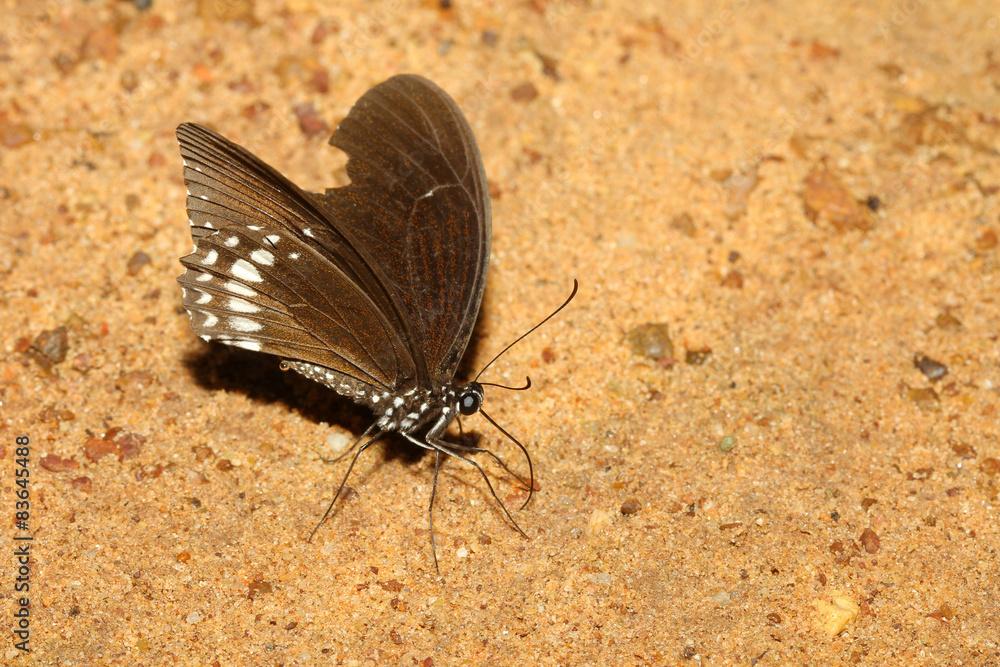 Obraz premium brown butterfly on the sand
