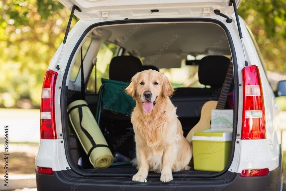 Fototapeta premium Domestic dog in car trunk