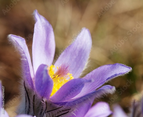 Fototapeta Naklejka Na Ścianę i Meble -  blue and yellow early springy flower of pasqueflower