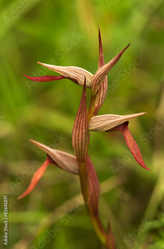 Tongue Orchid profile - Serapias strictiflora photo