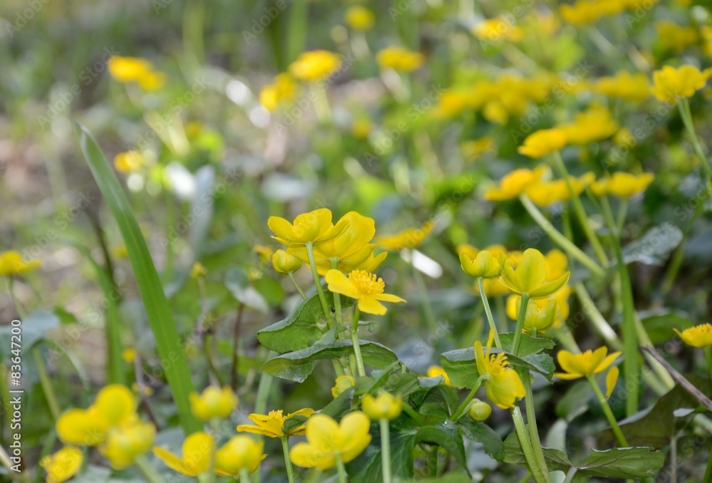 Obraz premium Blooming Caltha palustris