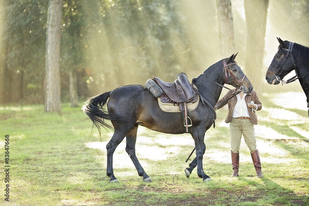 Obraz premium Horses in morning light